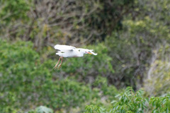 Bubulcus ibis