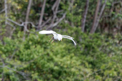Bubulcus ibis