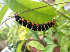 Pseudosphinx tetrio
