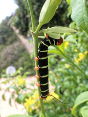 Pseudosphinx tetrio