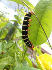 Pseudosphinx tetrio
