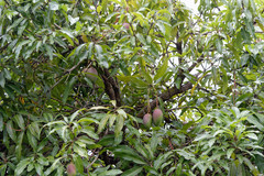 Mangifera indica