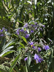 Solanum nitidum