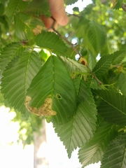 Agromyza aristata