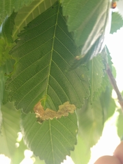 Agromyza aristata