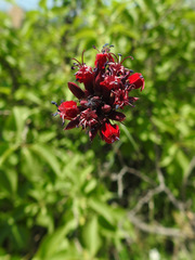 Dianthus cruentus