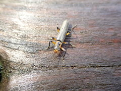 Lycocerus gressitti
