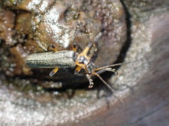 Lycocerus gressitti
