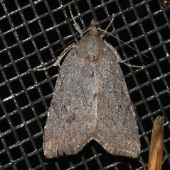Cutina albopunctella