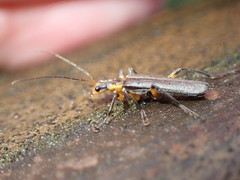 Lycocerus gressitti