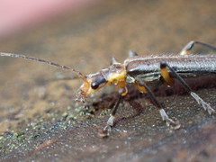 Lycocerus gressitti
