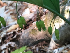 Polygonatum pubescens