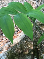 Polygonatum pubescens