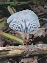 Coprinopsis alopecia