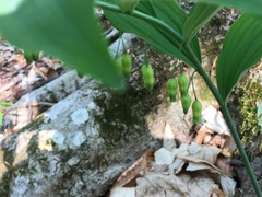 Polygonatum pubescens