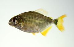 Lobetoothed Piranha photo 3