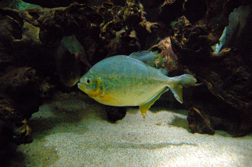 Lobetoothed Piranha