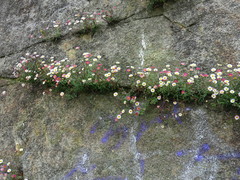 Erigeron karvinskianus