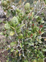 Eugenia sessiliflora