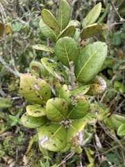 Eugenia sessiliflora