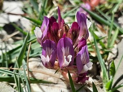 Astragalus buschiorum