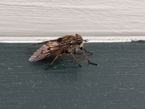 Orange-sided Horse Fly photo 6
