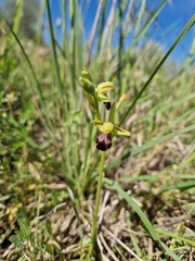 Ophrys fusca funerea