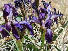 Iris timofejewii