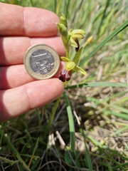 Ophrys fusca funerea