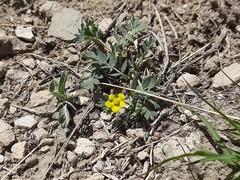 Sibbaldianthe orientalis