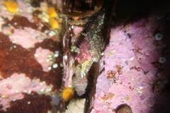 Artedius harringtoni
