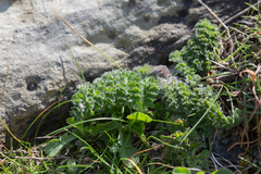 Daucus carota gummifer