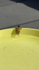 Andrena milwaukeensis