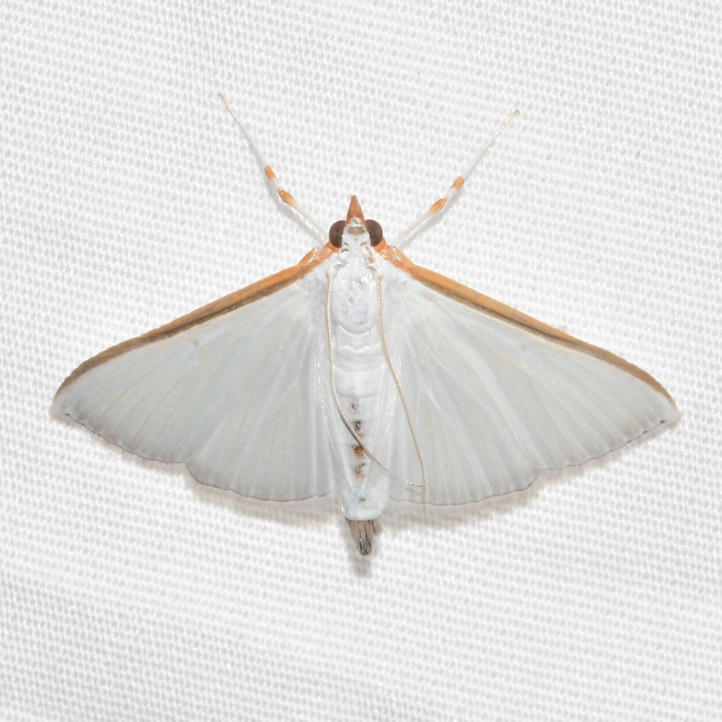 Pearl shield moth w raised spots - Bibarrambla allenella 