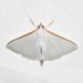 Orange-shouldered Sherbet Moth - Photo (c) Royal Tyler, some rights reserved (CC BY-NC-SA), uploaded by Royal Tyler