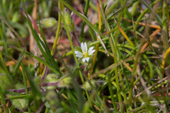 Cerastium diffusum
