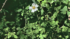 Rosa arvensis
