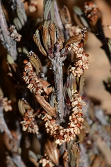 Myrothamnus flabellifolius image