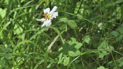 Rosa arvensis