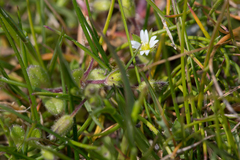 Cerastium diffusum