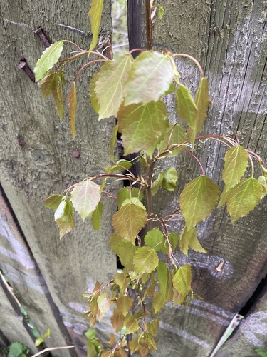 Populus tremula iNat (2)