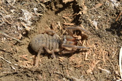 Galeodes araneoides