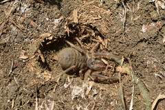 Galeodes araneoides