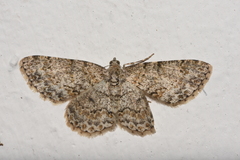 Hypomecis ectropodes