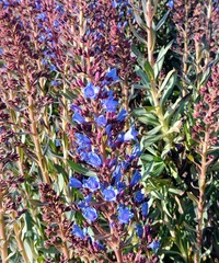 Echium thyrsiflorum