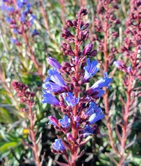 Echium thyrsiflorum