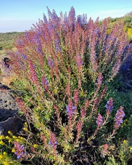 Echium thyrsiflorum