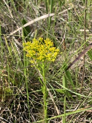Polygala ramosa