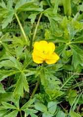 Trollius dschungaricus