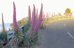 Echium perezii